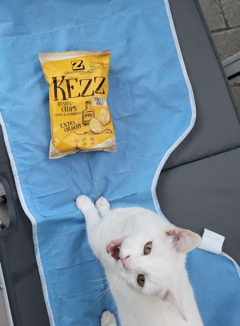 Kurt.W., Kezz für die Katz (Pirat) in unserem Wintergarten