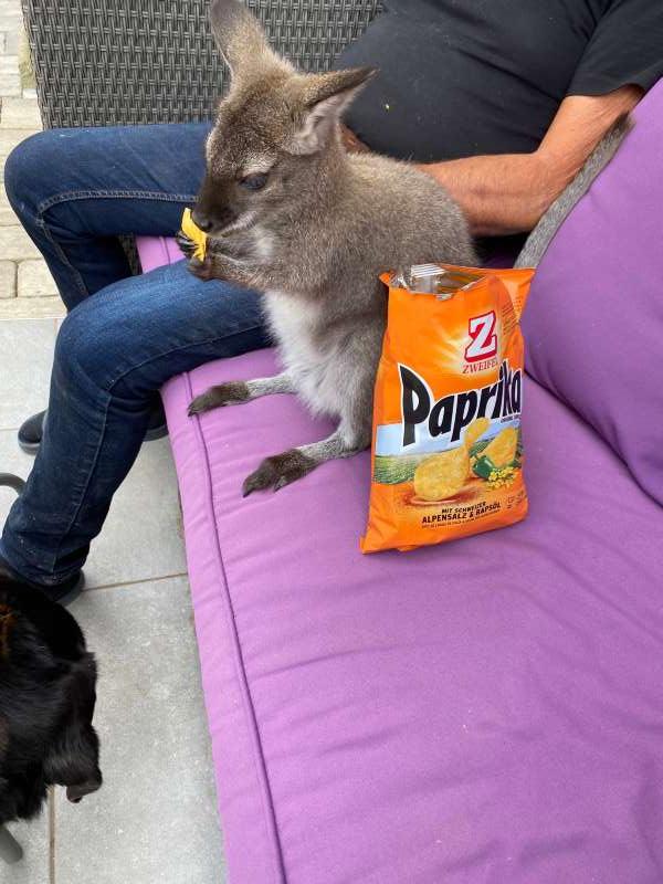 Jeanette.E., Wallabyaufzuchtstation Nenzlingen