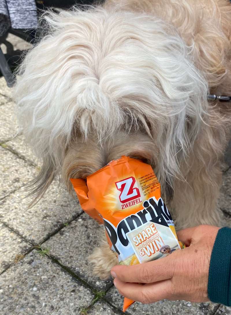 Violeta.S., Glasi Hergiswil