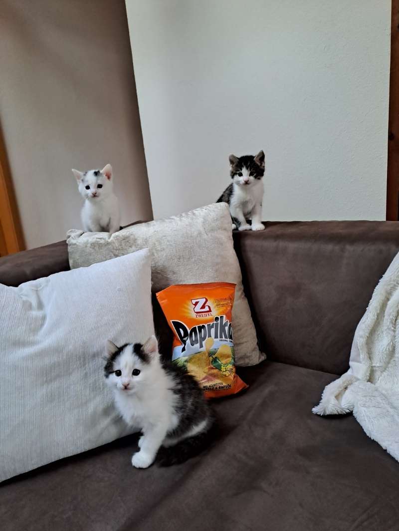 Senn.C., Zuhause auf dem Sofa