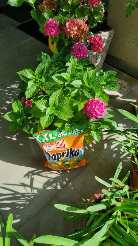 Lorenz.F., Bubendorf