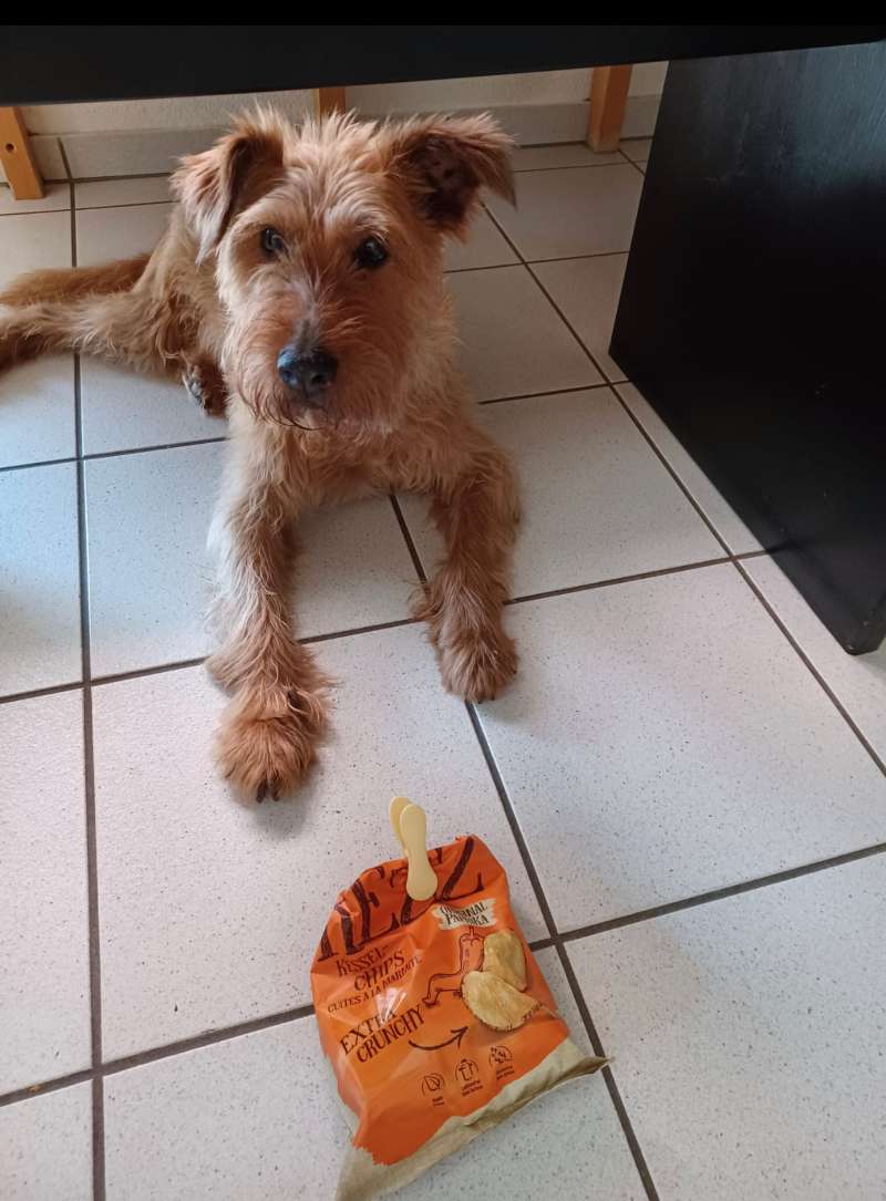 Dominik.Z., Schöftland