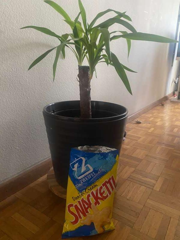 Jasmine.M., Volketswil