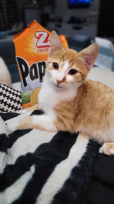 Nadine.K., Cattown Bärschwil